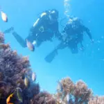 Esta prístina isla frente a la costa de Tanzania alberga vastos arrecifes de coral repletos de colorida vida marina.