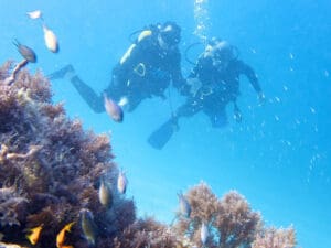 Esta prístina isla frente a la costa de Tanzania alberga vastos arrecifes de coral repletos de colorida vida marina.
