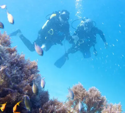 Diving Zanzibar