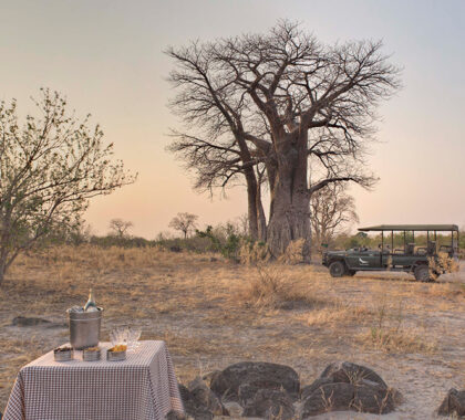 Guided safari walks with Sandibe offers guests a deeper connection to the environment and a chance to absorb knowledge from trained game rangers.