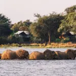 Elephants cross the river in front of Dulini Anabezi in Zambia's Lower Zambezi National Park.