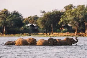 Elephants cross the river in front of Dulini Anabezi in Zambia's Lower Zambezi National Park.