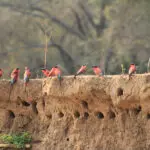 A special sighting is the Southern carmine bee-eater colonies in Green Season.