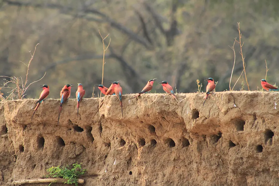 A special sighting is the Southern carmine bee-eater colonies in Green Season. 