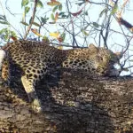Spot a leopard.
