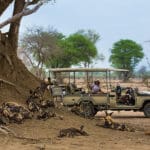 Wild dog sightings are always exciting and dynamic.