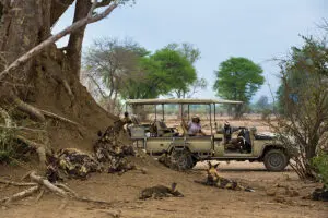 Wild dog sightings are always exciting and dynamic. 