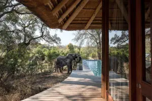 Elephants often quench their thirst by using your private pool.