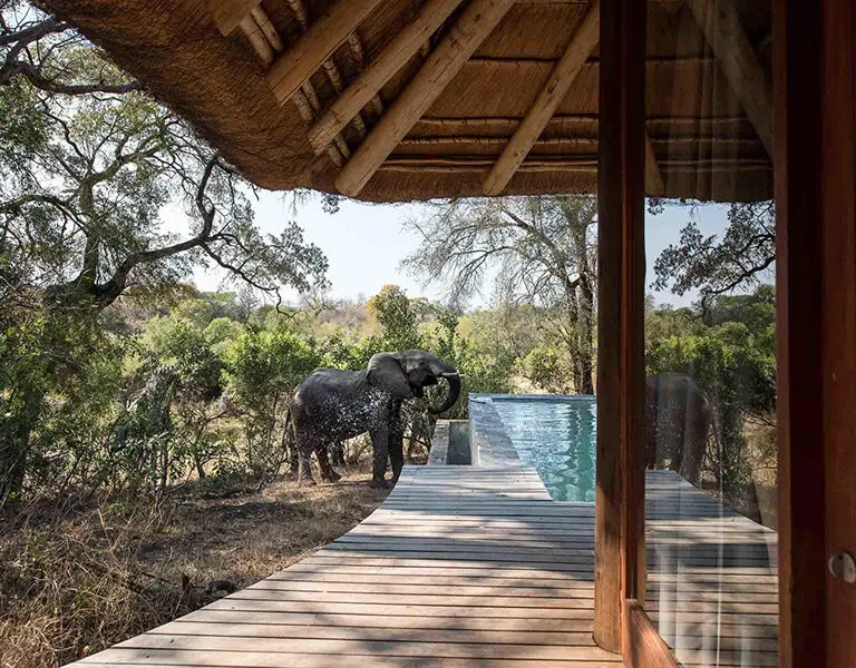 Elephants often quench their thirst by using your private pool.