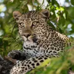 Buenas posibilidades de avistar leopardos.
