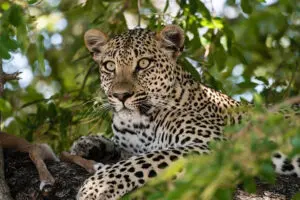 Good chances for leopard sightings. 