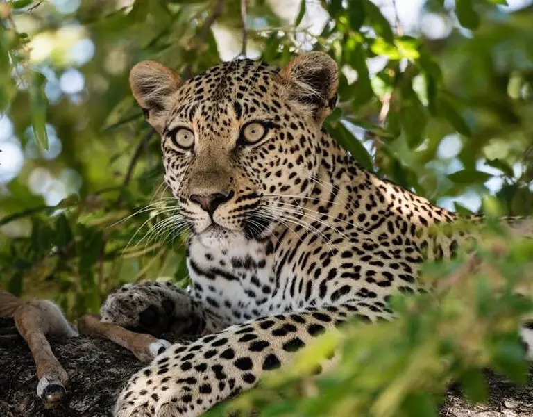 Good chances for leopard sightings. 