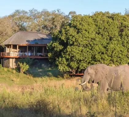 Observe a los animales más salvajes de África pasear por Dulini River Lodge.