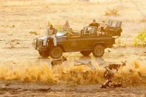 Avistamiento de perros salvajes en safari en el Dulini River Lodge.