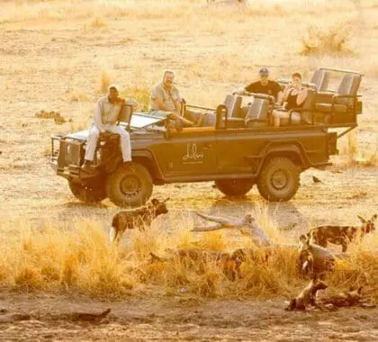 Avistamiento de perros salvajes en safari en el Dulini River Lodge.