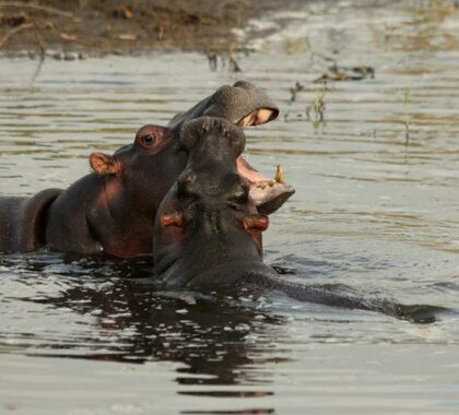 Dulini River Lodge hippo.