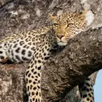 Big 5 en Sabi Sands.