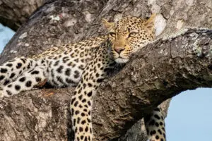 Big 5 en Sabi Sands.