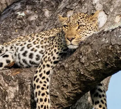 Dulini-River-Lodge-leopard