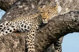 Leopardo del Dulini River Lodge.