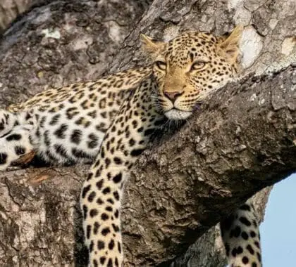 Leopardo del Dulini River Lodge.