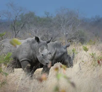 Dulini-River-Lodge-rhino