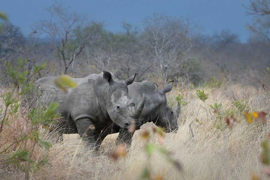 Dulini River Lodge rhino