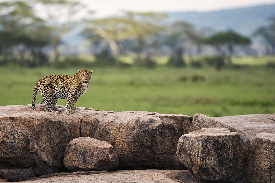 A leopard perched on rocks near Dunia Camp with grass and trees in the background | Go2Africa