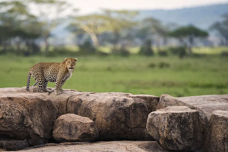 A leopard perched on rocks near Dunia Camp with grass and trees in the background | Go2Africa