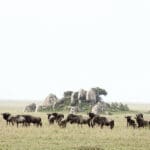 Spot the herds of the Great Migration in season.