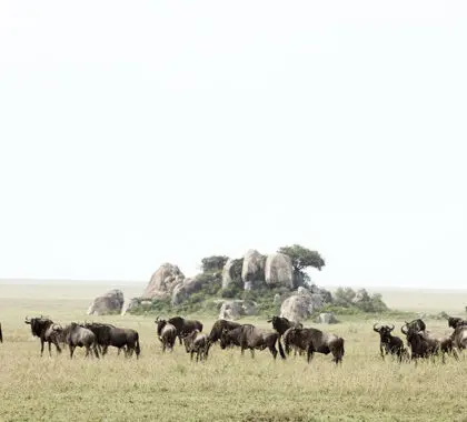 Spot the herds of the Great Migration in season.