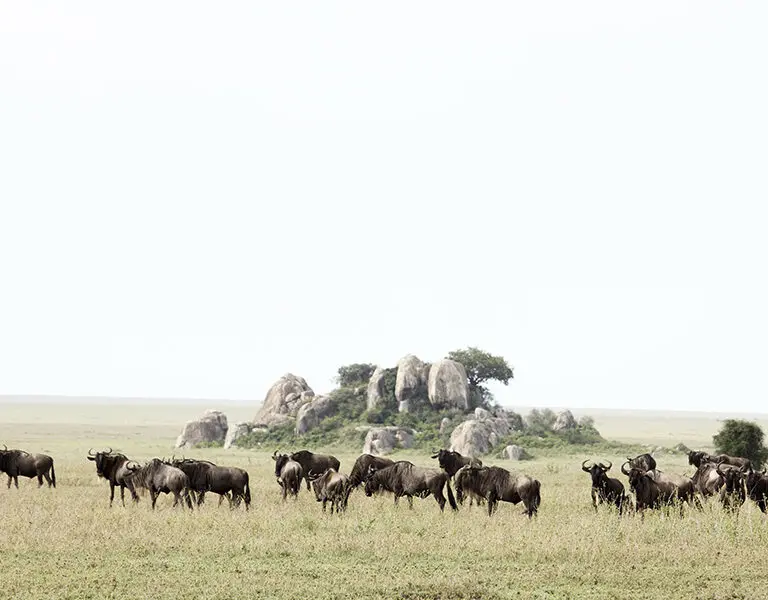 Spot the herds of the Great Migration in season.