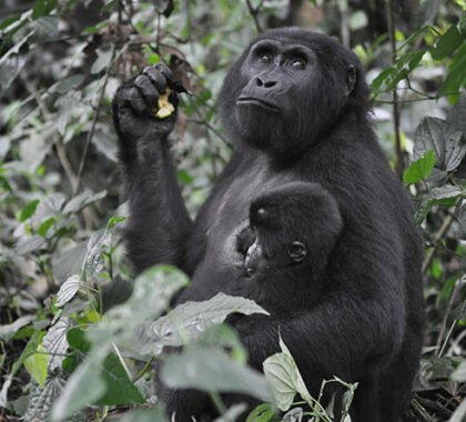 Mountain gorillas are critically endangered and are found in only a few locations in Rwanda and Uganda.