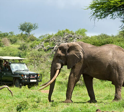 The Ol Donyo region is home to a number of elephants, including some with rather impressive tusks.