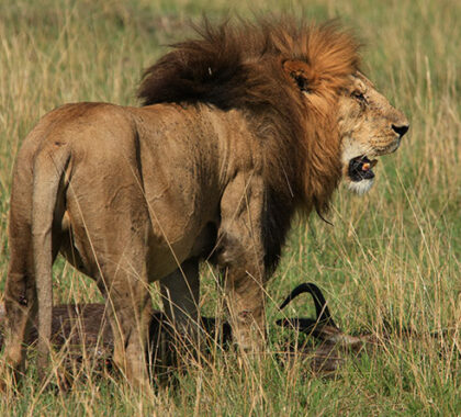 While lionesses normally do much of the hunting, you will see the bachelor males pull down game on their own.