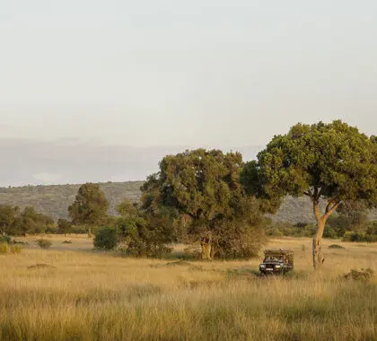 Safari por la mañana temprano. 