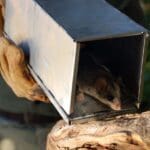 Pregúntenos por los campamentos ecológicos en los que la rehabilitación de la fauna salvaje forma parte de la experiencia.