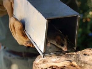 Pregúntenos por los campamentos ecológicos en los que la rehabilitación de la fauna salvaje forma parte de la experiencia.
