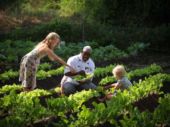 Eco camps often have their own vegetable gardens - salads on safari won't be any fresher!