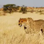 Los guepardos vuelven a vagar por el Karoo sudafricano, gracias a los esfuerzos de conservación de varios lodges del Cabo Oriental.