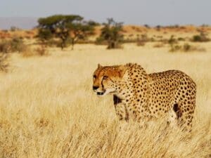 Los guepardos vuelven a vagar por el Karoo sudafricano, gracias a los esfuerzos de conservación de varios lodges del Cabo Oriental.