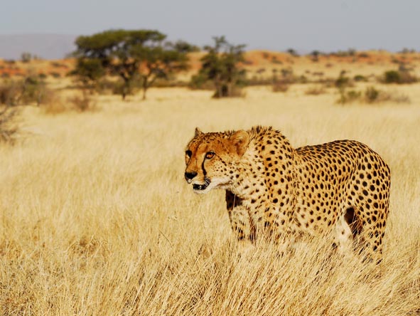 Cheetahs once again roam South Africa's Karoo, thanks to the conservation efforts of several Eastern Cape lodges.
