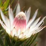Una flora única y hermosa forma parte de la experiencia ecológica de nuestras recomendaciones para el Cabo Occidental.