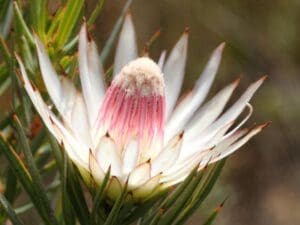 Una flora única y hermosa forma parte de la experiencia ecológica de nuestras recomendaciones para el Cabo Occidental.