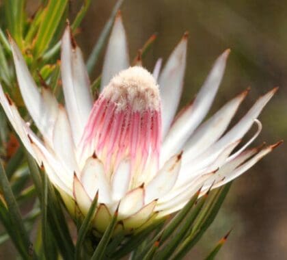 Una flora única y hermosa forma parte de la experiencia ecológica de nuestras recomendaciones para el Cabo Occidental.