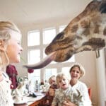 Feeding the giraffes.