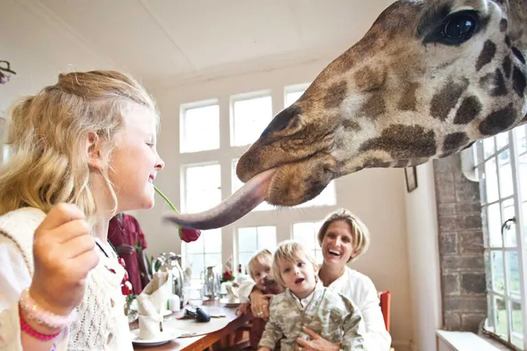 Feeding the giraffes.