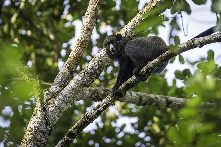 Lango Camp offers a rare opportunity to seek out Africa’s most seldom-seen forest animals.