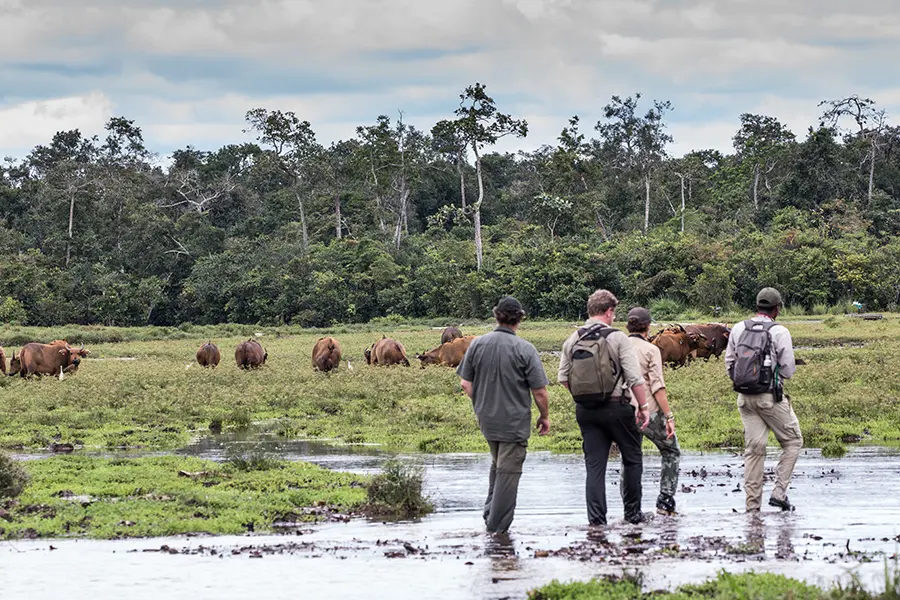 The marshy ‘bai’, attracts forest buffalo.