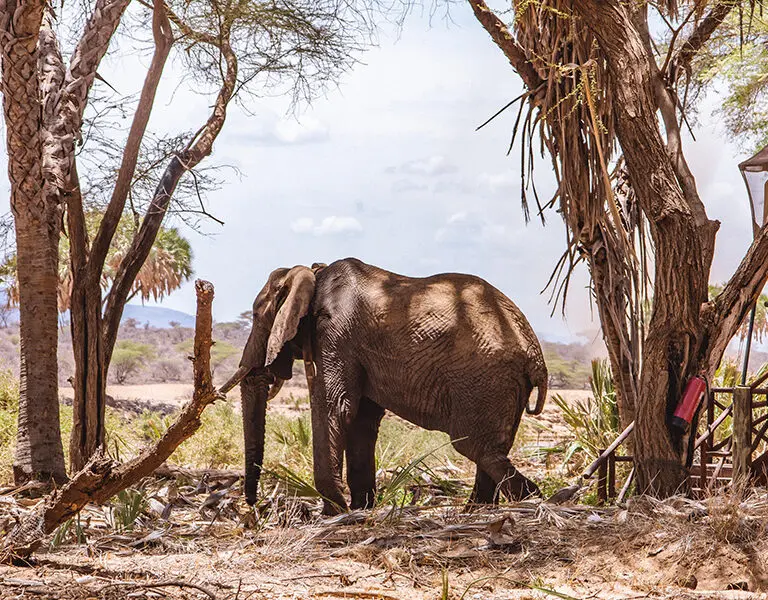 elephant-bedroom-camp-samburu_1